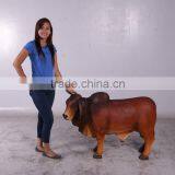 Definitive Brahman Looking Left thumbnail-5