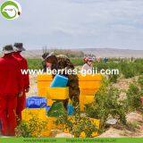 Factory Hot Sale Dried Himalayan Goji Berry thumbnail-2