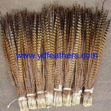 Ringneck Pheasant Tail Feather for Wholesale From China