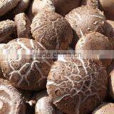 Flower White Mushroom Cultivation thumbnail-5