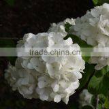 Newest OEM Top Sell White Hydrangea Bouquet thumbnail-1