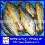 Big Size Yellow Croaker Frozen Fish thumbnail-1