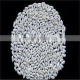 White Kidney Bean thumbnail-3