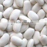 CHINESE WHITE KIDNEY BEANS (JAPANESE TYPE ) NEW CROP thumbnail-1