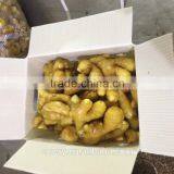 Professional Ginger Supplier Fresh Ginger thumbnail-1