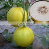Hybrid Yellow Peel White Flesh Sweet Melon Seeds For Growing-Honoured Guest No.1 thumbnail-1