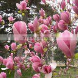 High Purity Lily Magnolia Seeds Mulan Tree Seeds For Growing thumbnail-2