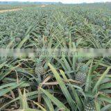 Fresh Canned Pineapple Chunks/slices in Syrup in Tins - Best Selling, High Quality, Yellow Color thumbnail-5