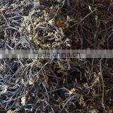 Wild Bracken thumbnail-3