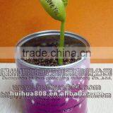 Mini Canned Plant thumbnail-1