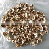 High Quality Dry Moringa Seed 1000g thumbnail-2