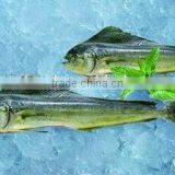 Frozen Whole and Round Mahi Mahi Fillet 1000+ thumbnail-1