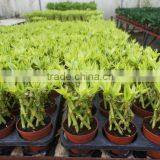 Lucky Bamboo ( Dracaena Sanderiana) Cage Shape thumbnail-2