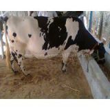 Live Friesian Holstein Cow.Pregnant Holstein Cow