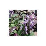 Corydalis Yanhusuo P.E.(sales22at Lgberry Dot Com Dot Cn)