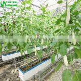 High Quality Low Cost Substrate Hydroponic For Planting Eggplant
