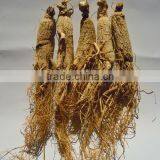 Good Quality White Panax Ginseng, Jilin Ginseng, Natural Ginseng