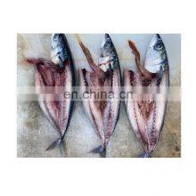 Seafrozen Pacific Mackerel Fish Whole Round BQF 200-400g 400-600g for Market thumbnail-1