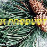 Pine Essential Oil Pure And Natural thumbnail-2