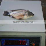 Tilapia Bream 50-100G thumbnail-2