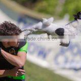 Blank Foldable Frisbee for Dog Design Your Own Frisbee