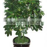 Artificial Schefflera Octophylla Harms