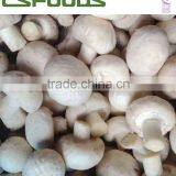 Frozen IQF White Button Mushroom 2014 NEW CROP