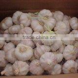 Fresh Jinxiang Garlic thumbnail-6