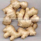 Hot Sale Organic 2016 Fresh Ginger thumbnail-2