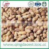 Good Quality Shandong Peanut in Shell With Best Price thumbnail-1