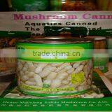 hot sales canned drumstick mushroom