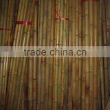 Straight and Dry Bamboo thumbnail-3