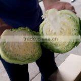 Fruit Vegetable Chinese Cabbage Half Cutting Machine Cutter thumbnail-3