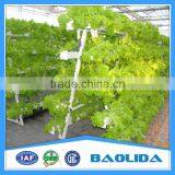 Commercial Greenhouse thumbnail-1