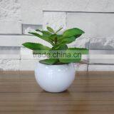 White Potted Mini Succulent Plants Bonsai thumbnail-2