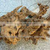 Driftwood Hanging Tillandsia Air Plant thumbnail-1