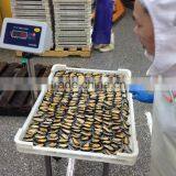 IQF Half Shell Blue Mussel thumbnail-4