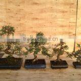 Ulmus ( Chinese Elm) Bonsai Tree S Shape thumbnail-2
