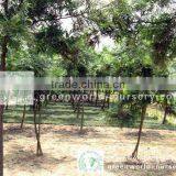 Grevillea Robusta Nursery Land thumbnail-1