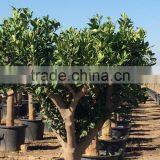 Lemon Tree - Citrus Limon thumbnail-6