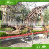 KAWAH High Quality Exvacation Replica Dig Life Size 3d Education Dinosaur Fossil For Sale thumbnail-5