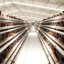 Poultry Farming Equipment Automatic Chicken Battery Cage thumbnail-4