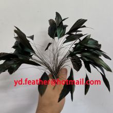 Stripped Black Rooster/Coque/Cock Tail For Wholesale From China