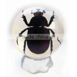 6.0 cm Real Resin Acrylic Marble Ball With Bugs thumbnail-1