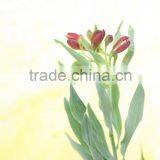 Wide varieties hot sale real touch fresh peruvian lily