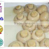 Top Quality Canned Mushroom thumbnail-1