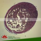 Individual slides you can choose from Hot sale frog embryology microscope prepared slides