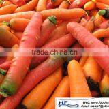 Fresh Carrot China Fresh Carrot thumbnail-1