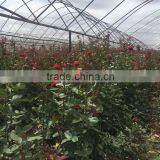 2 -5 Years and 30-120cm Rosa Rugosa Seedlings For Beautiful Roses thumbnail-4