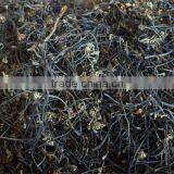 Wild Bracken thumbnail-4